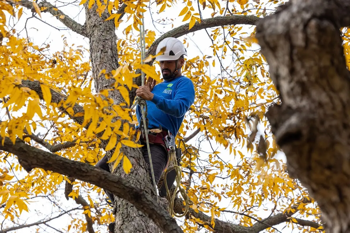 Skilled Tree Planing crew working in Bremerton